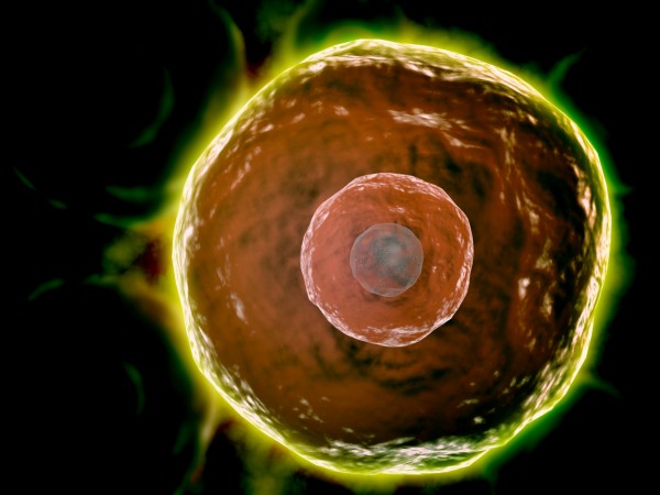 CyFlow™ CD1a Purified